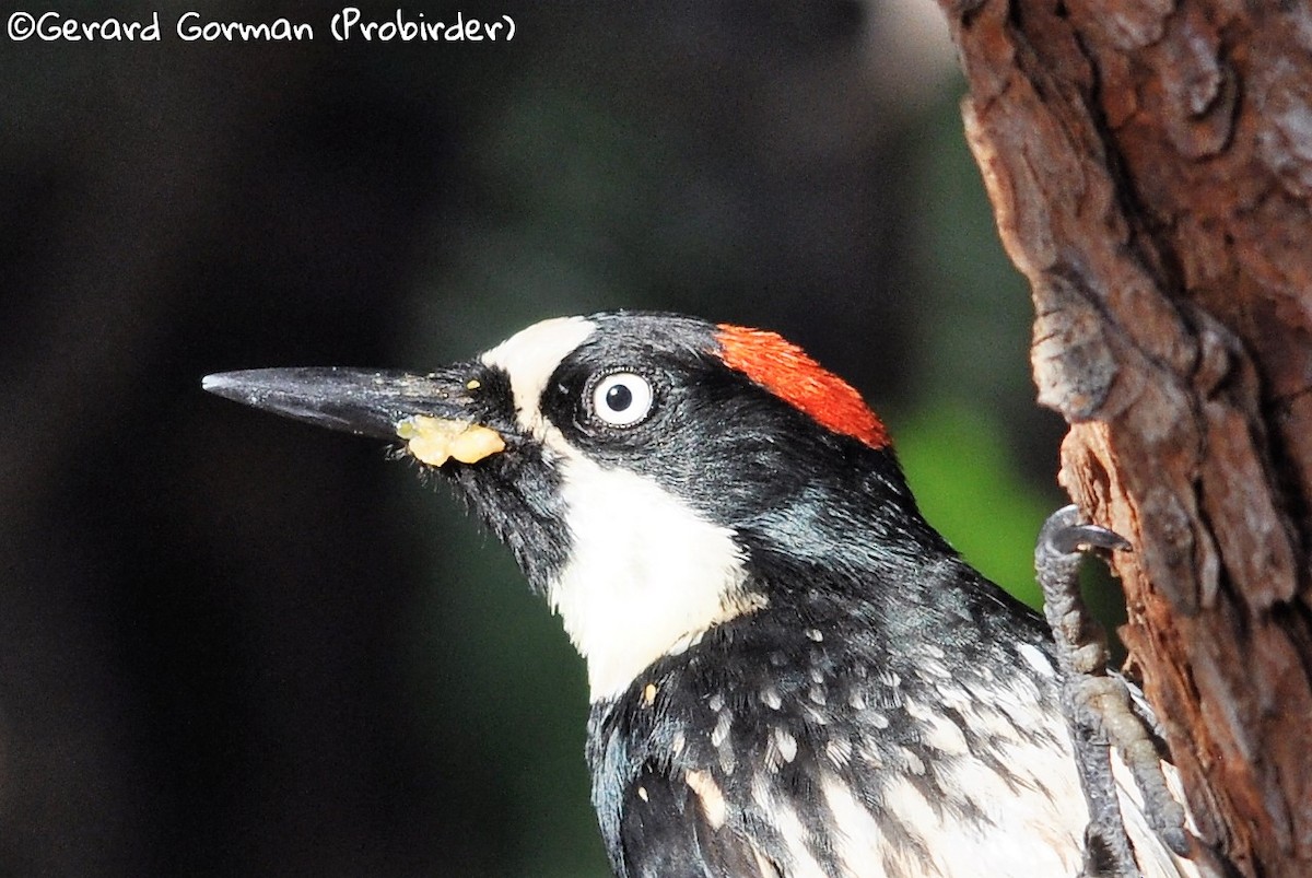Acorn Woodpecker (Acorn) - Gerard Gorman