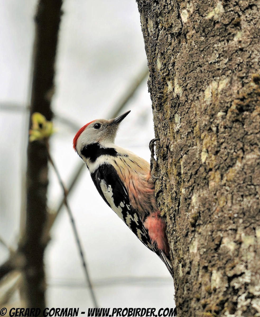 Middle Spotted Woodpecker - ML709717