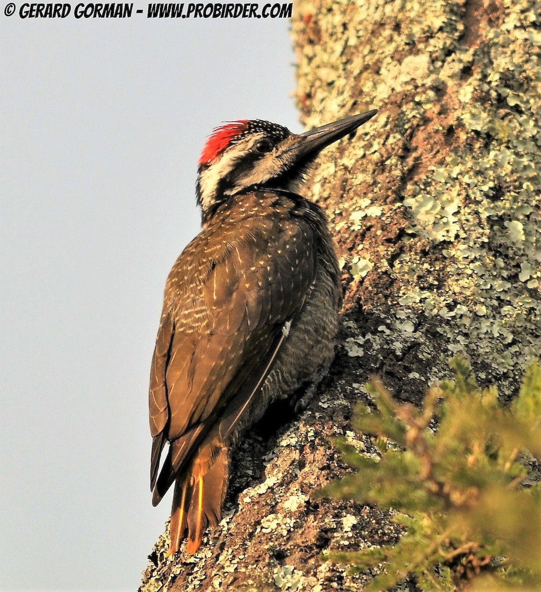Bearded Woodpecker - Gerard Gorman