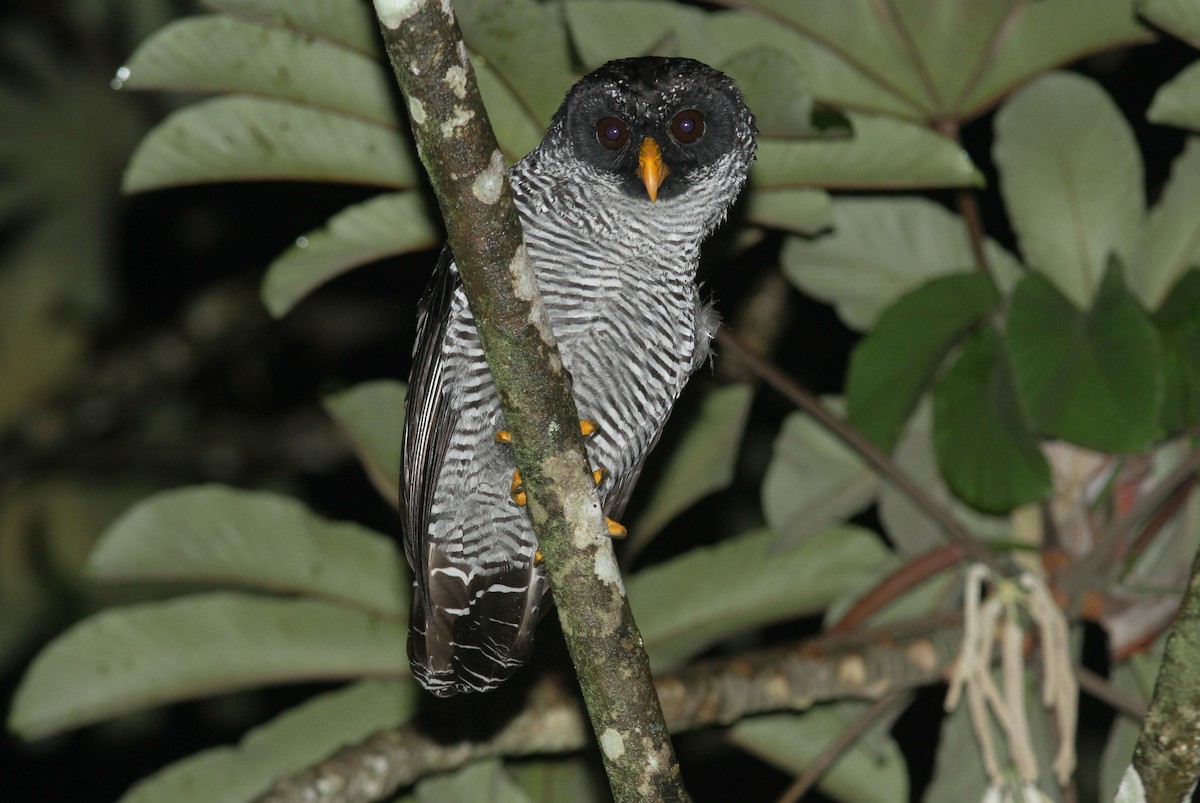 Black-and-white Owl - Willian Menq