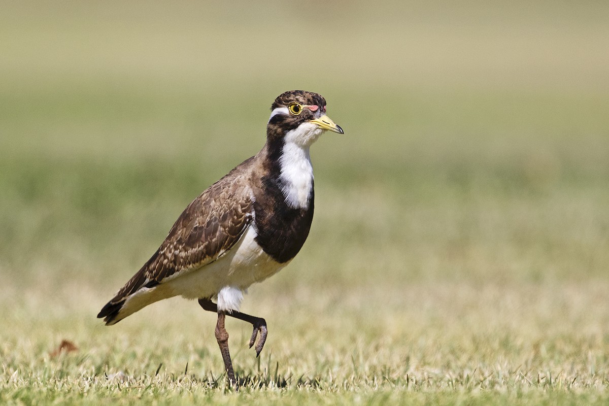 Banded Lapwing - ML709738