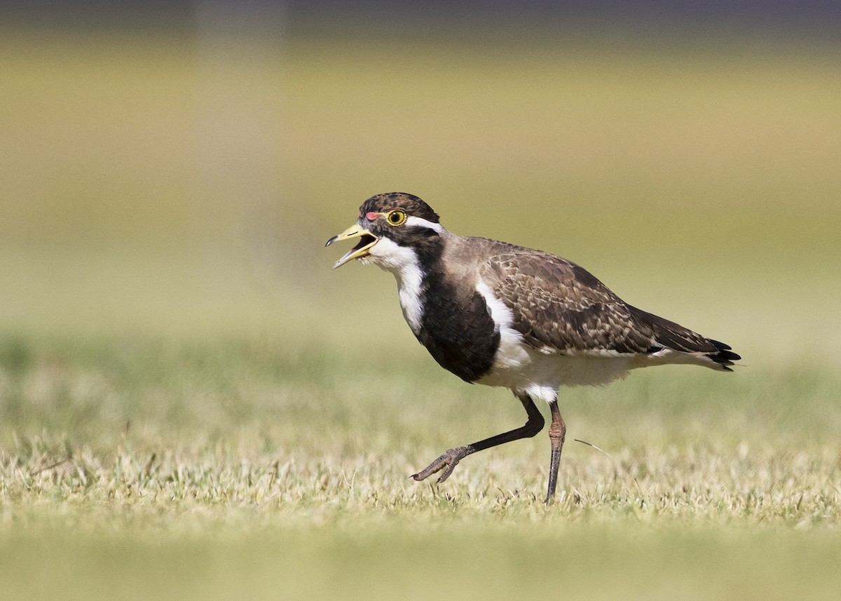 Banded Lapwing - ML709739