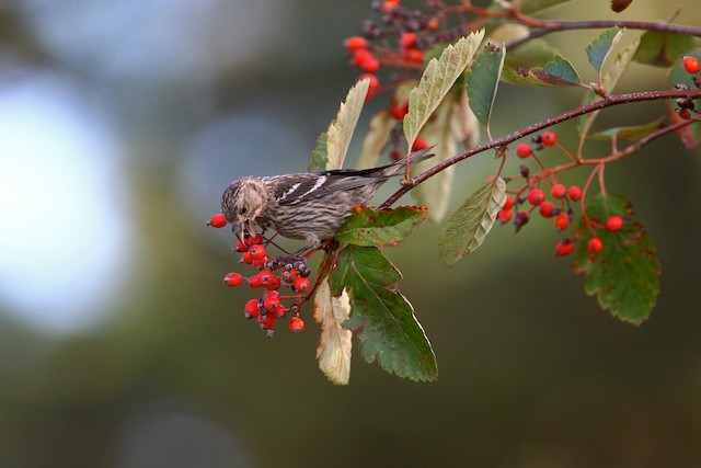 ナキイスカ Bifasciata Ebird