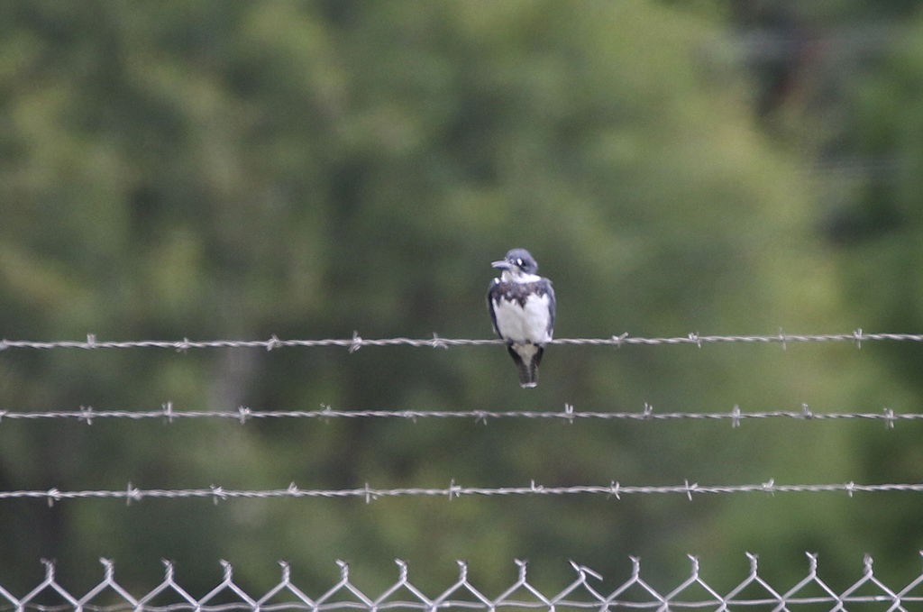 Belted Kingfisher - ML70975001