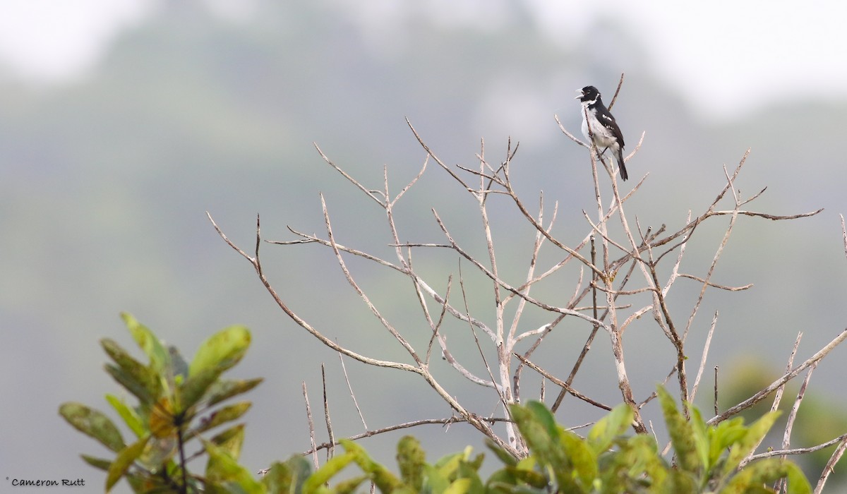 White-naped Seedeater - ML70975881