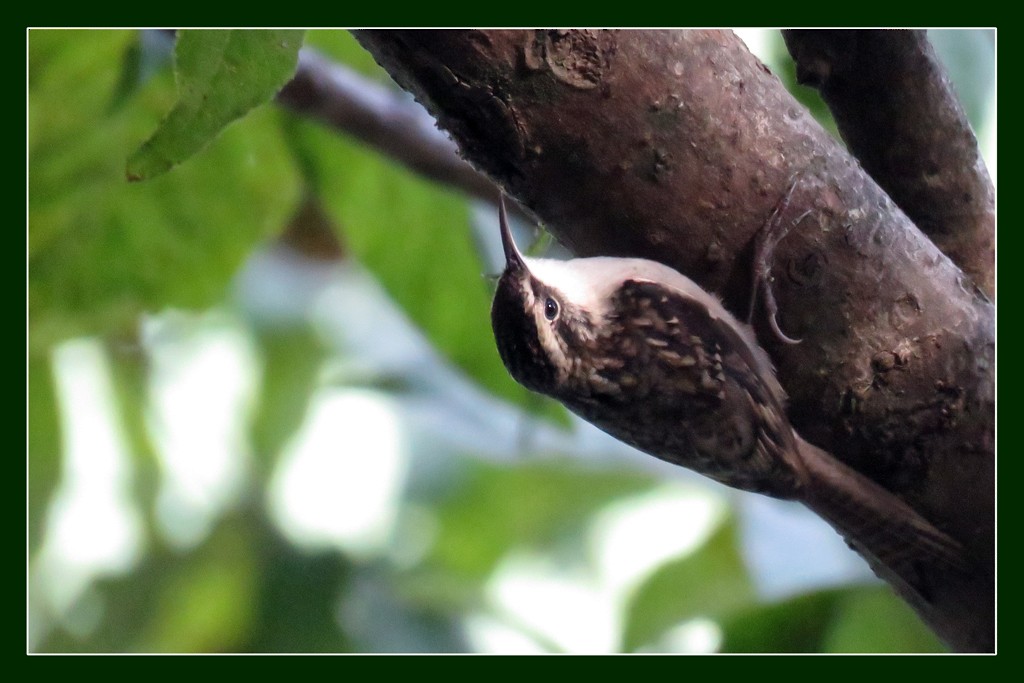 Bar-tailed Treecreeper - NIKHIL ADHIKARY
