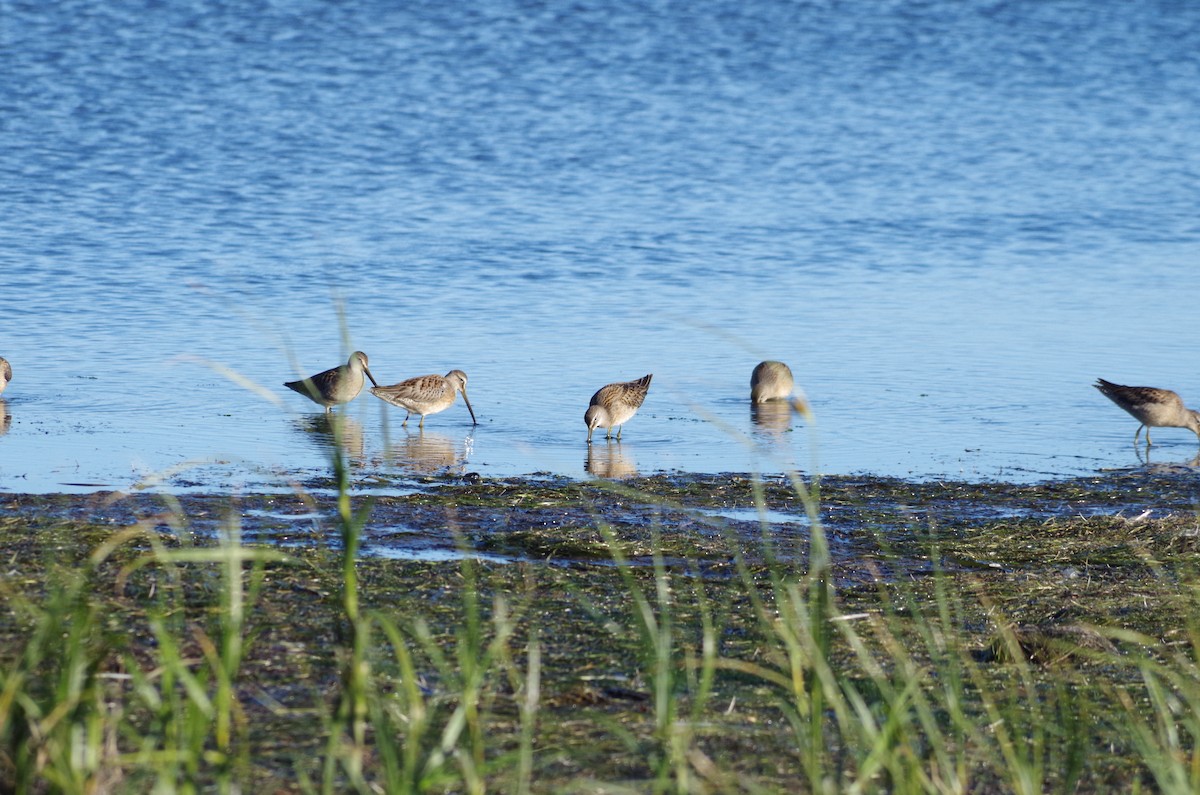 Long-billed Dowitcher - ML70977001
