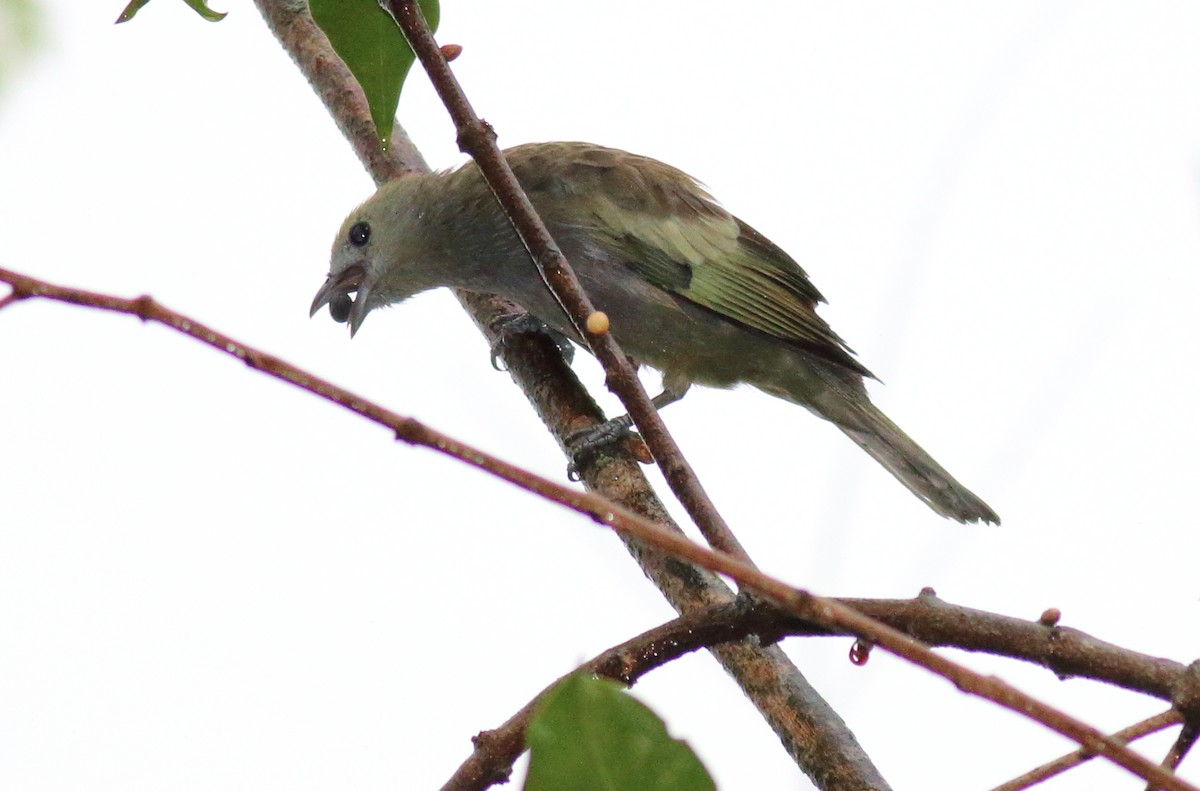 Palm Tanager - ML70977531