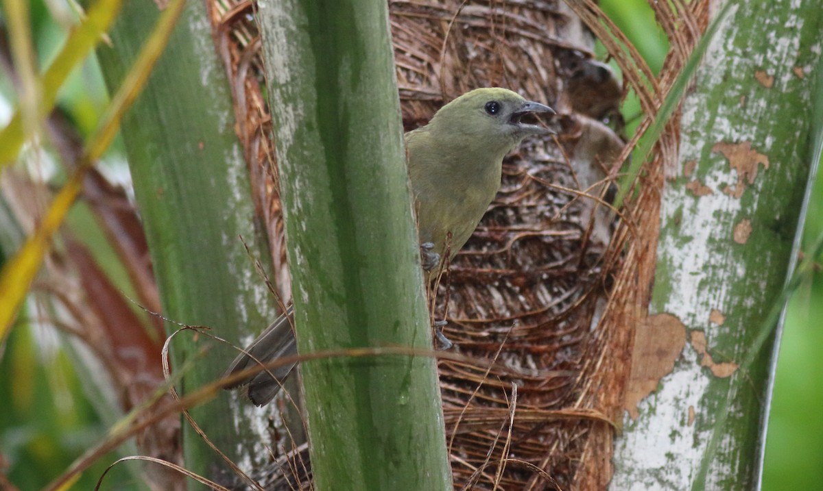 Palm Tanager - ML70977571