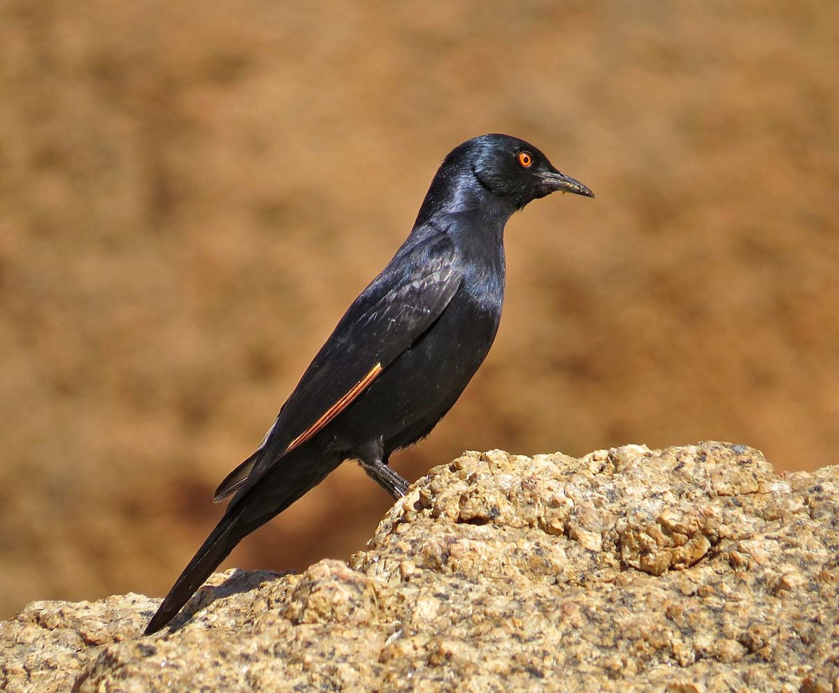 Pale-winged Starling - ML709784