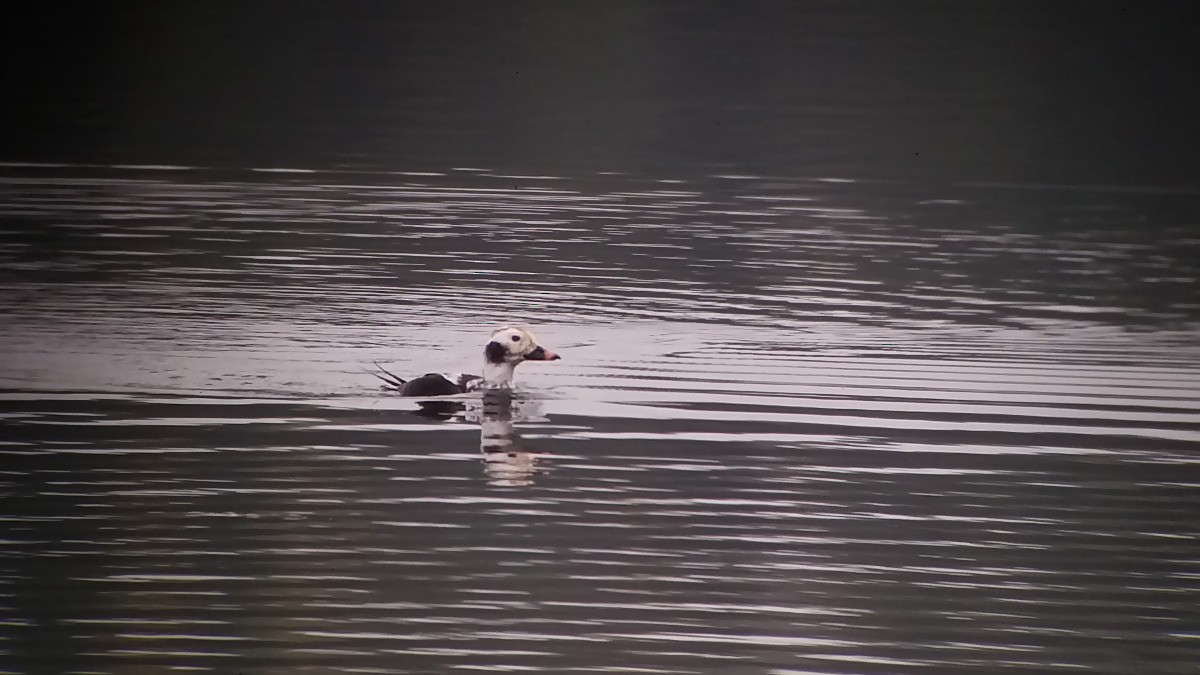 Long-tailed Duck - ML70978991