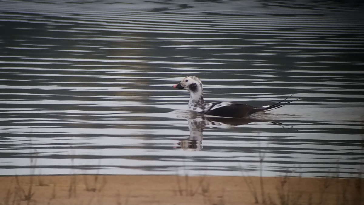 Long-tailed Duck - ML70979001