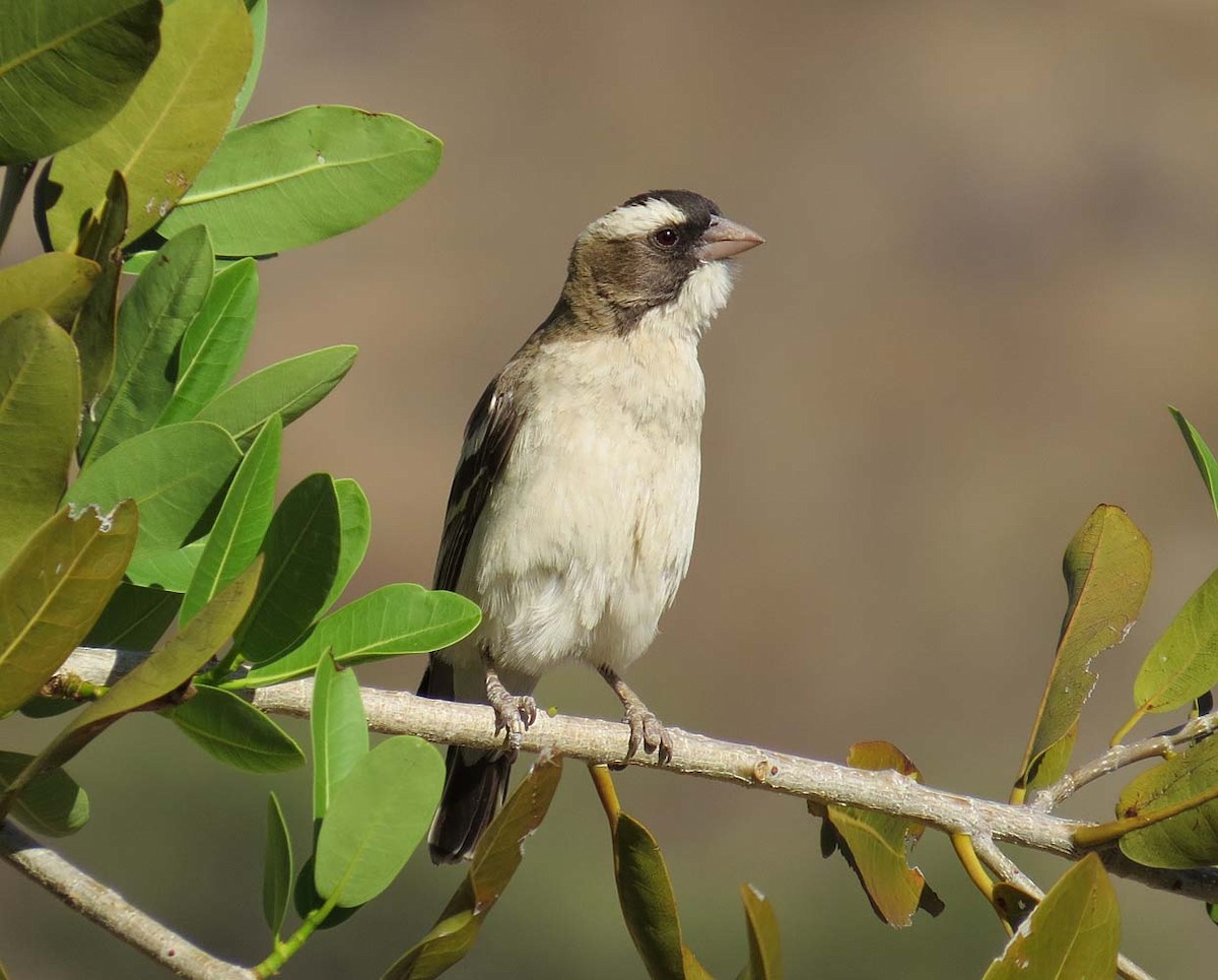 White-browed Sparrow-Weaver - Peter Boesman