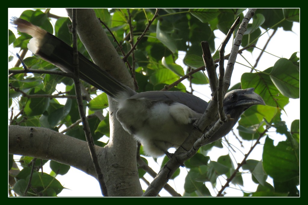 Indian Gray Hornbill - NIKHIL ADHIKARY
