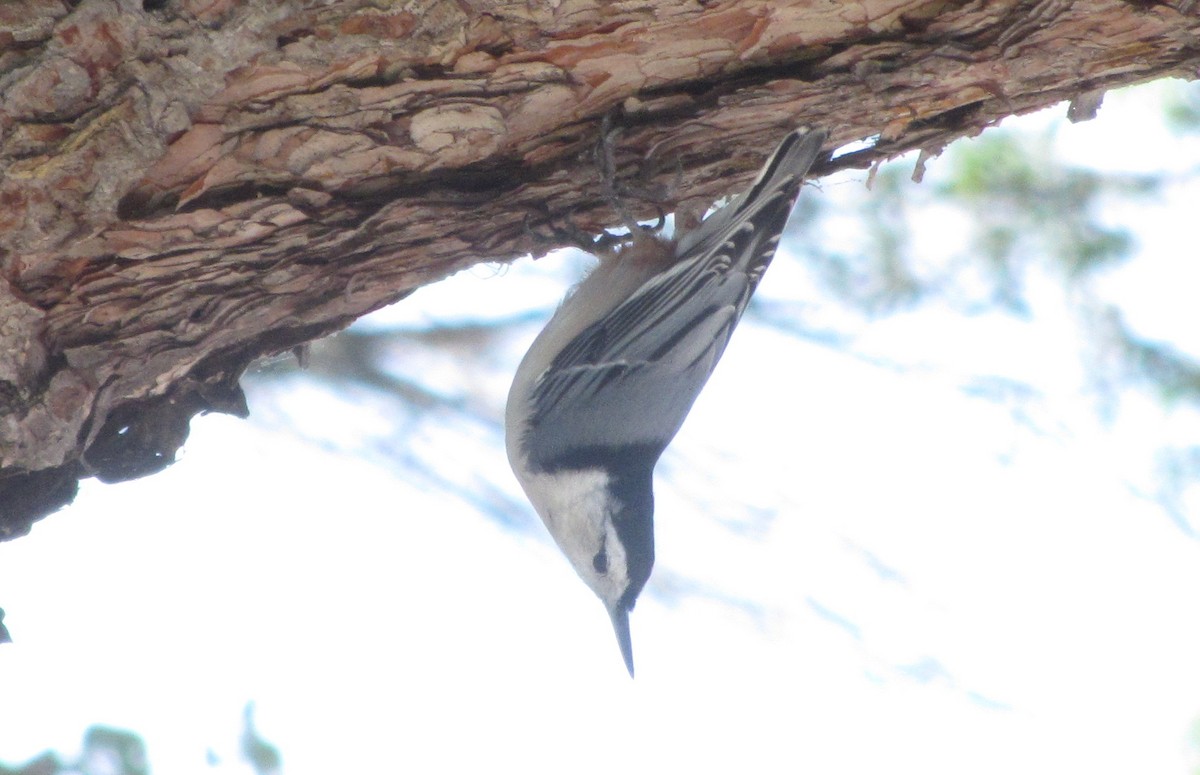 White-breasted Nuthatch - Peter Dunwiddie