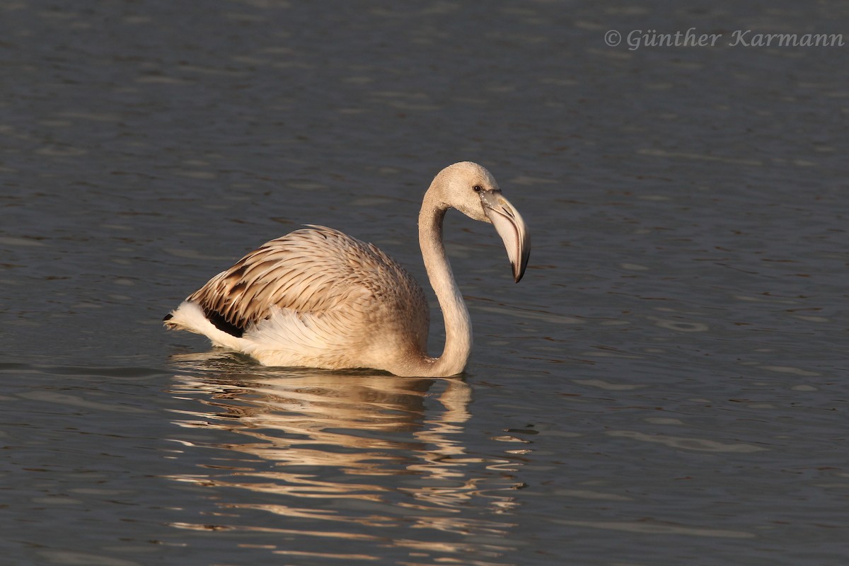 Greater Flamingo - Guenther  Karmann