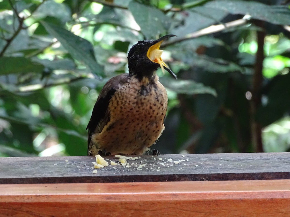 Victoria's Riflebird - Phil Gregory | Sicklebill Safaris | www.birder.travel