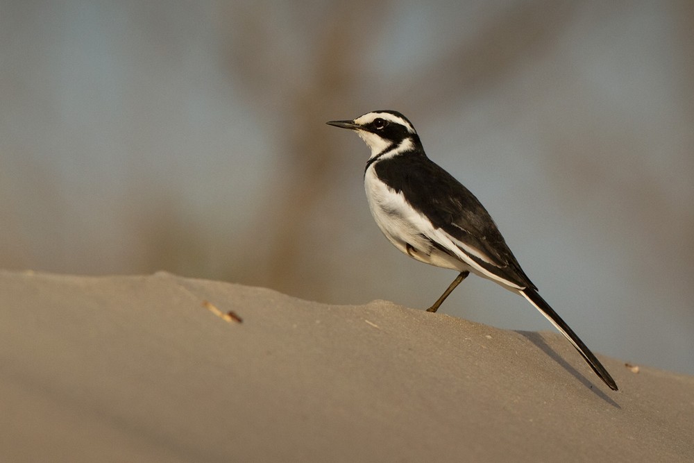 African Pied Wagtail - ML709810
