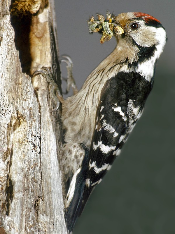 Lesser Spotted Woodpecker - ML709816