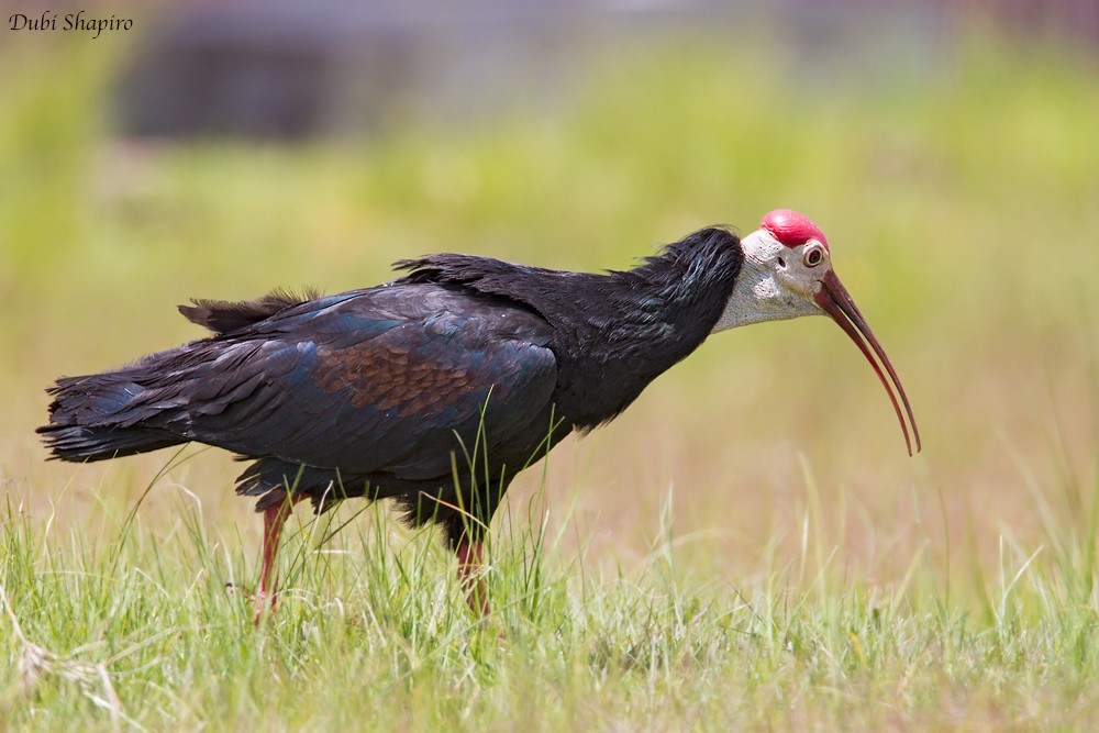 ibis jihoafrický - ML709817
