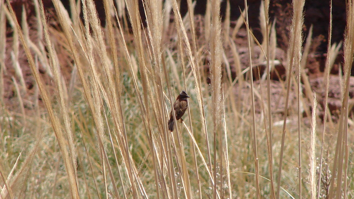 Rufous-collared Sparrow - ML70989041