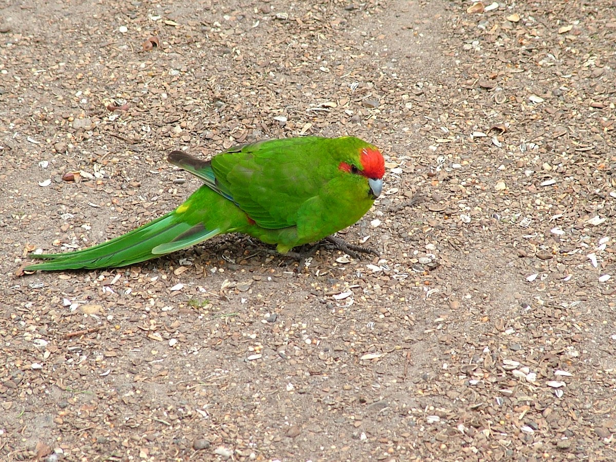 Red-crowned Parakeet - Nico Rosseel