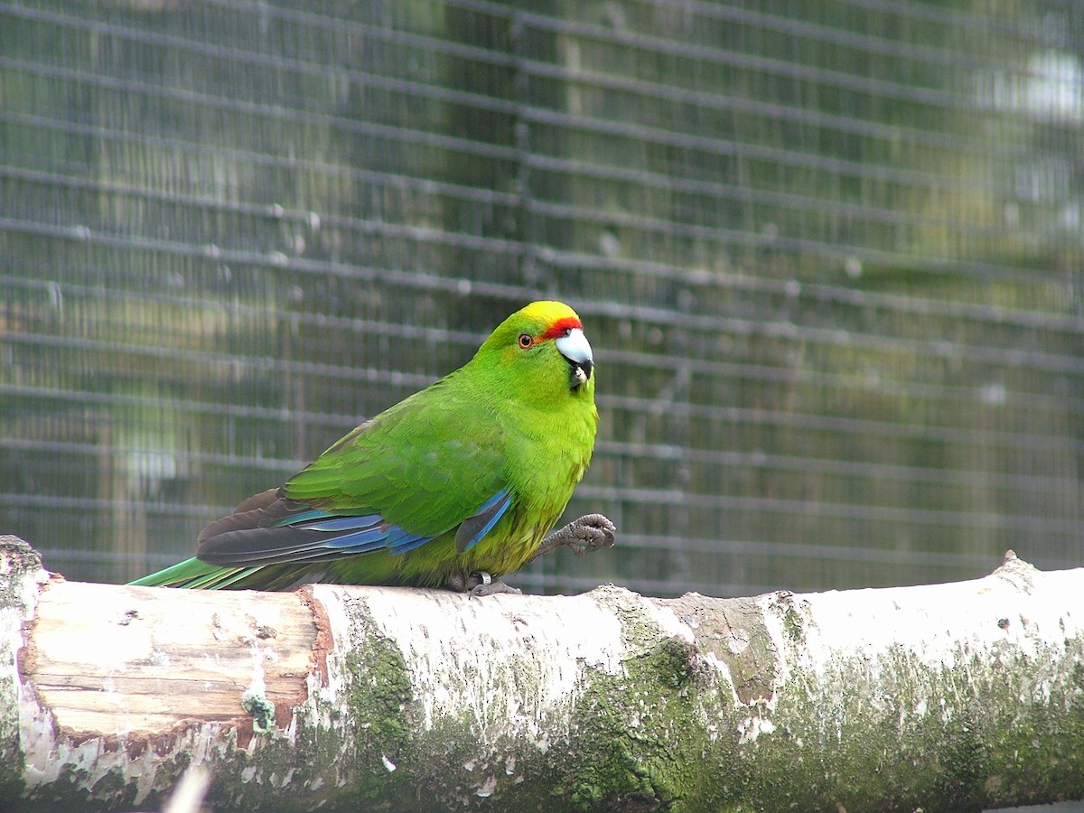 Yellow-crowned Parakeet - Nico Rosseel