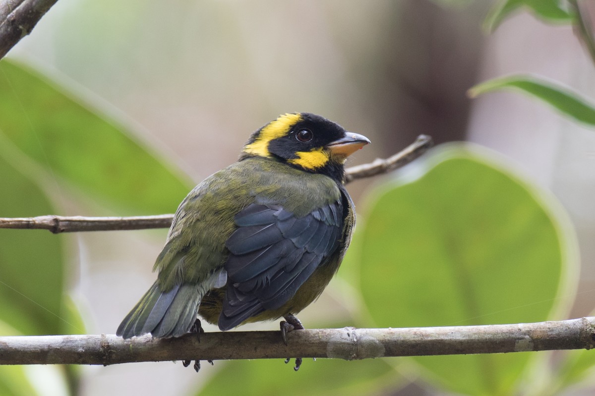 Gold-ringed Tanager - ML70990741