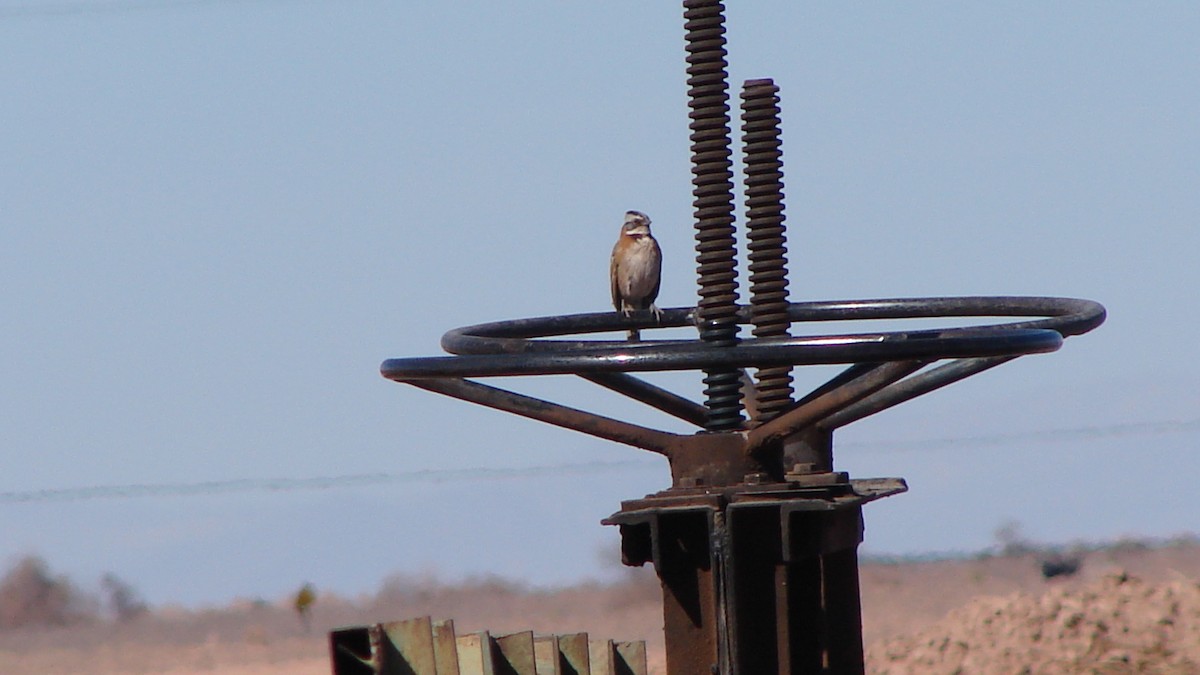 Rufous-collared Sparrow - ML70991201