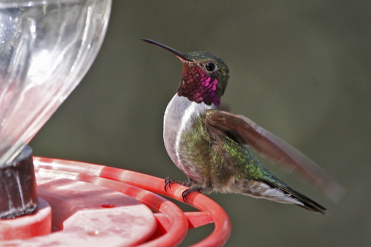 Broad-tailed Hummingbird - Laura Keene