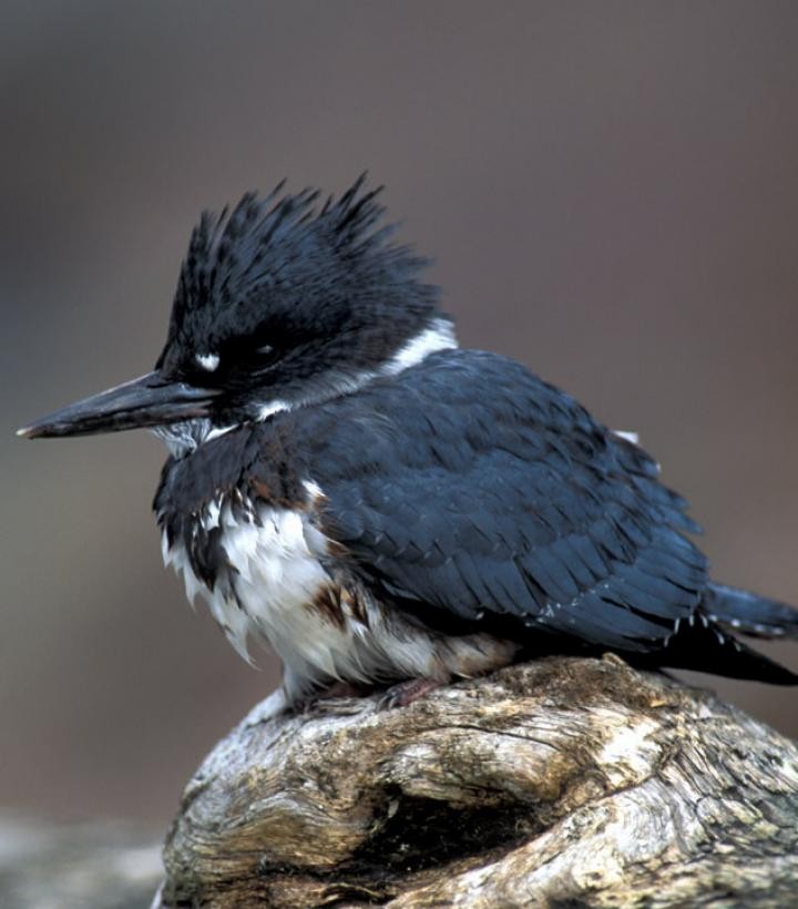 Belted Kingfisher - JUTTA PARREE
