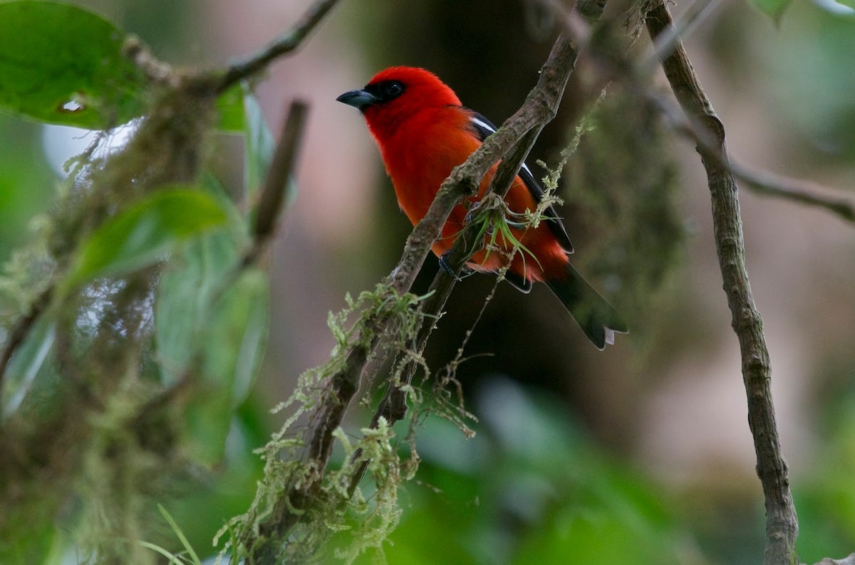 White-winged Tanager - ML70992721