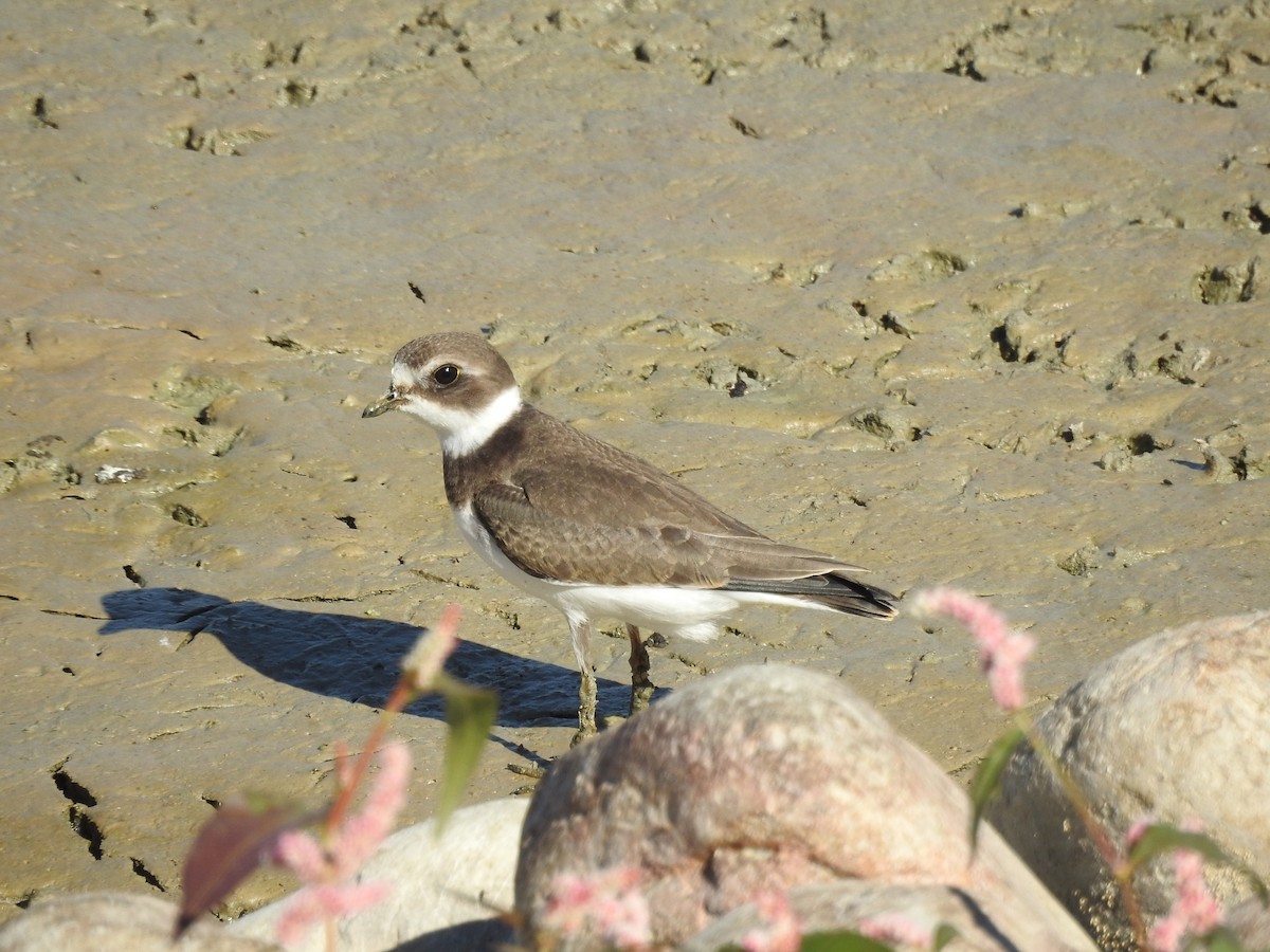 Semipalmated Plover - Mary Rumple