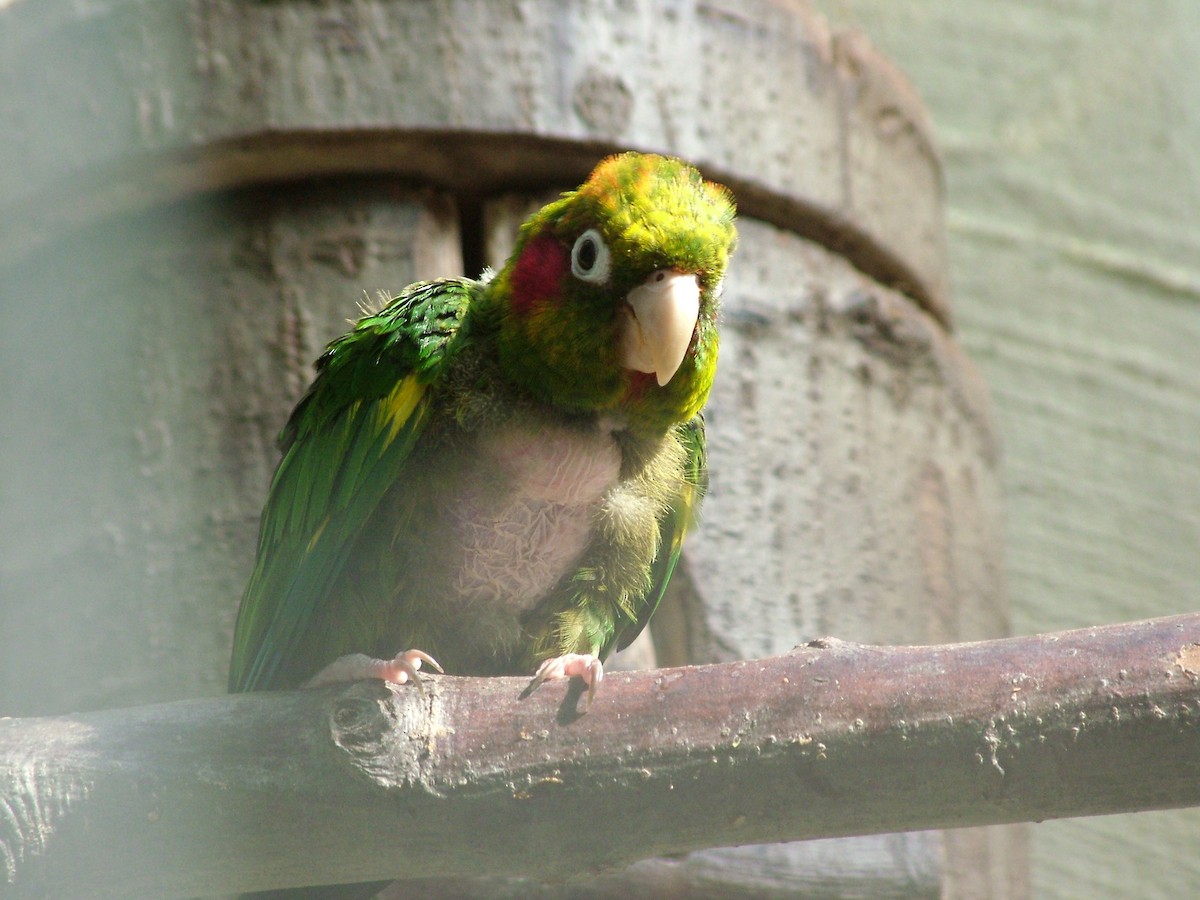 Sulphur-winged Parakeet - Nico Rosseel