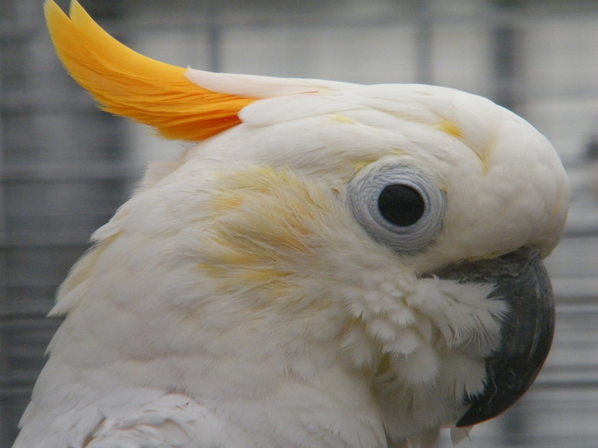 Yellow-crested Cockatoo - Nico Rosseel