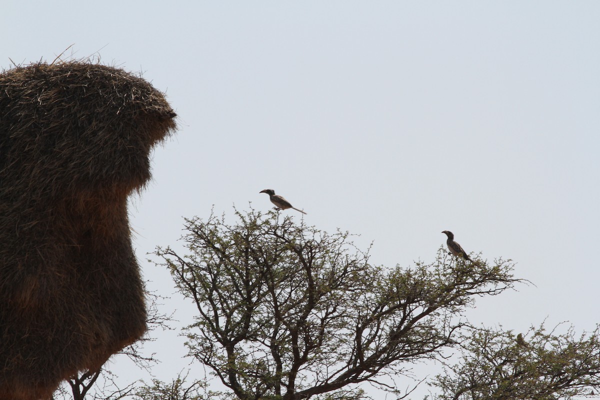 African Gray Hornbill - Jan Harm Wiers