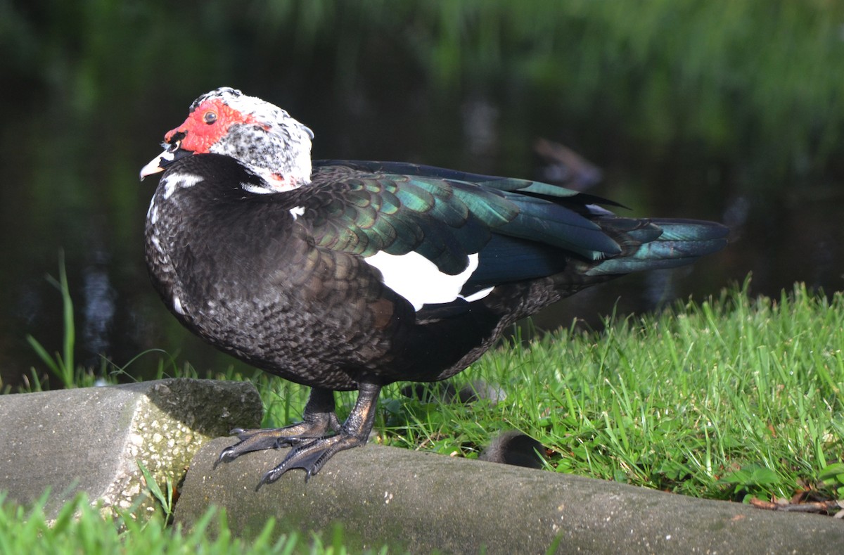 Muscovy Duck (Domestic type) - Bill Uttenweiler