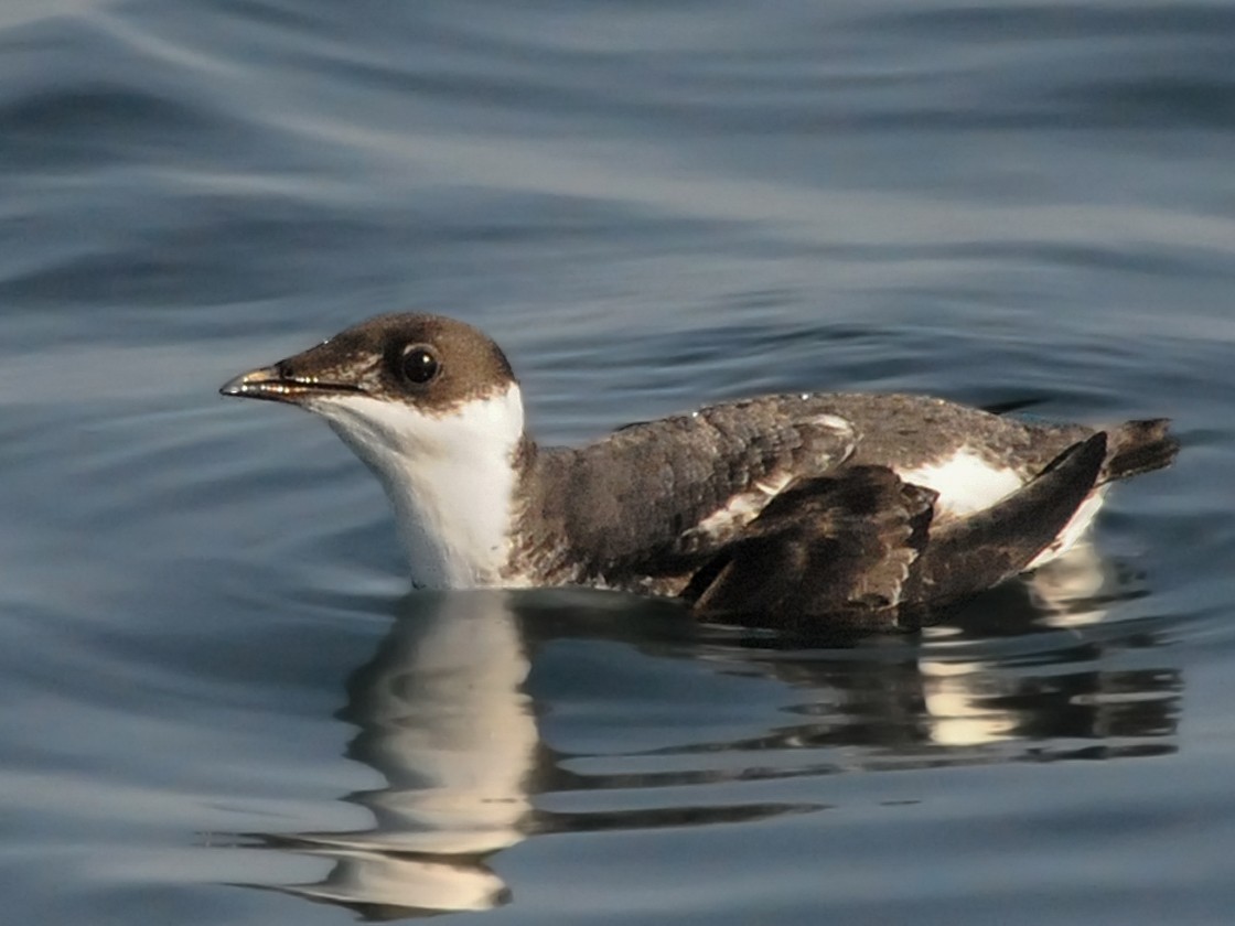 Marbled Murrelet - Steven Mlodinow