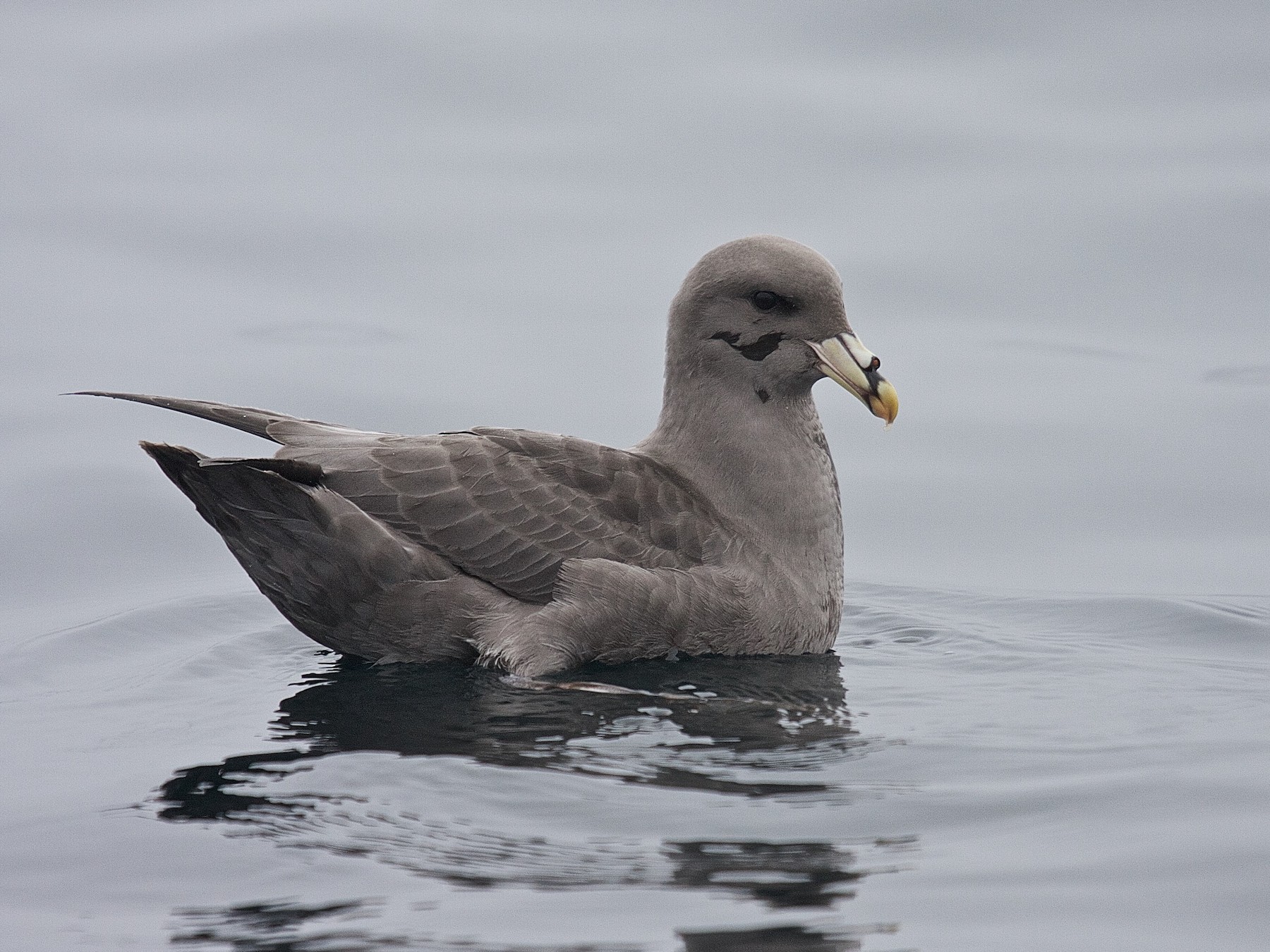 northern fulmar map