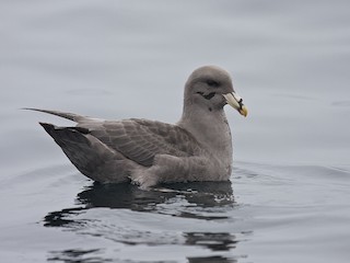  - Northern Fulmar