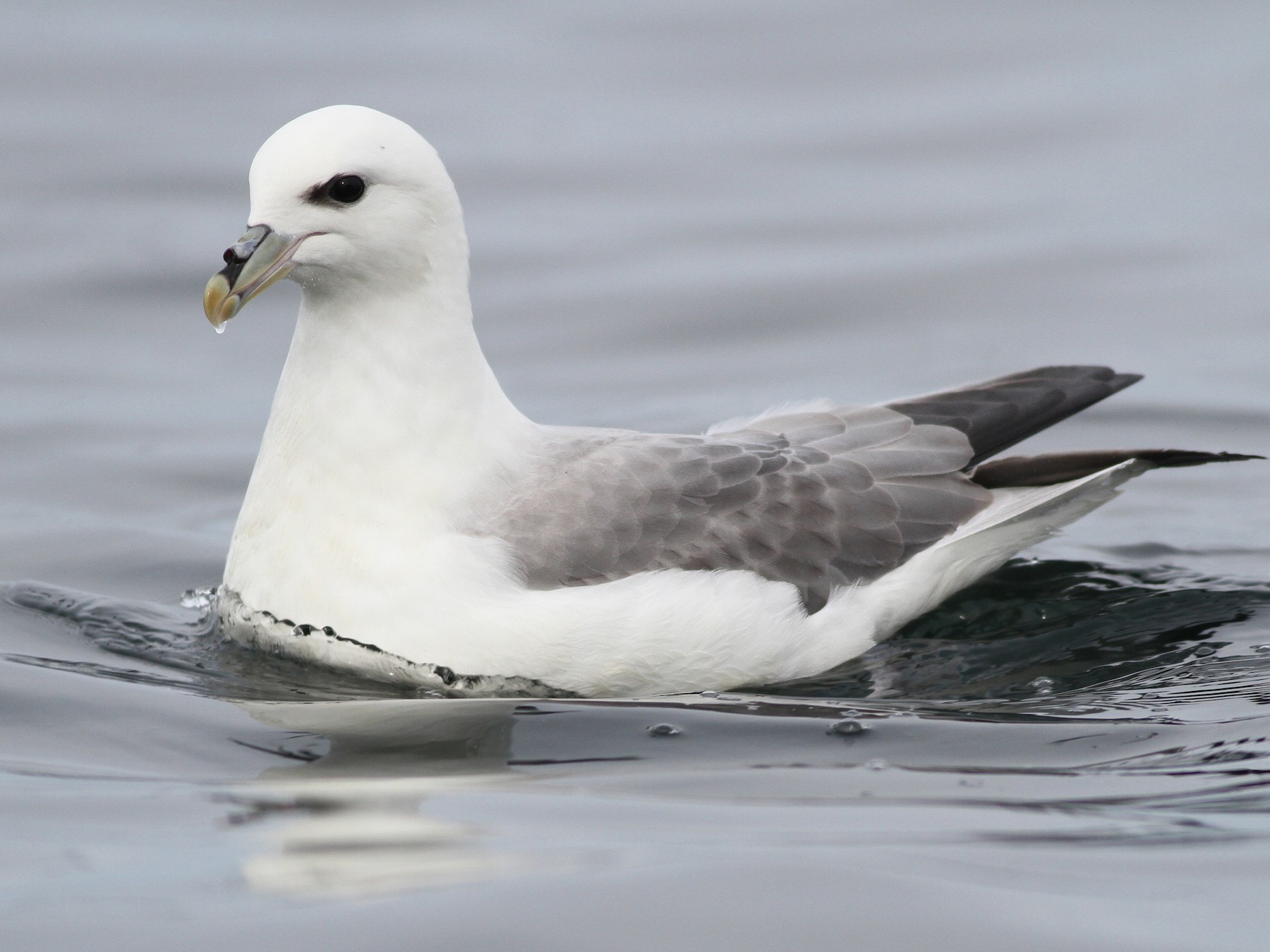 Northern Fulmar - Evan Lipton