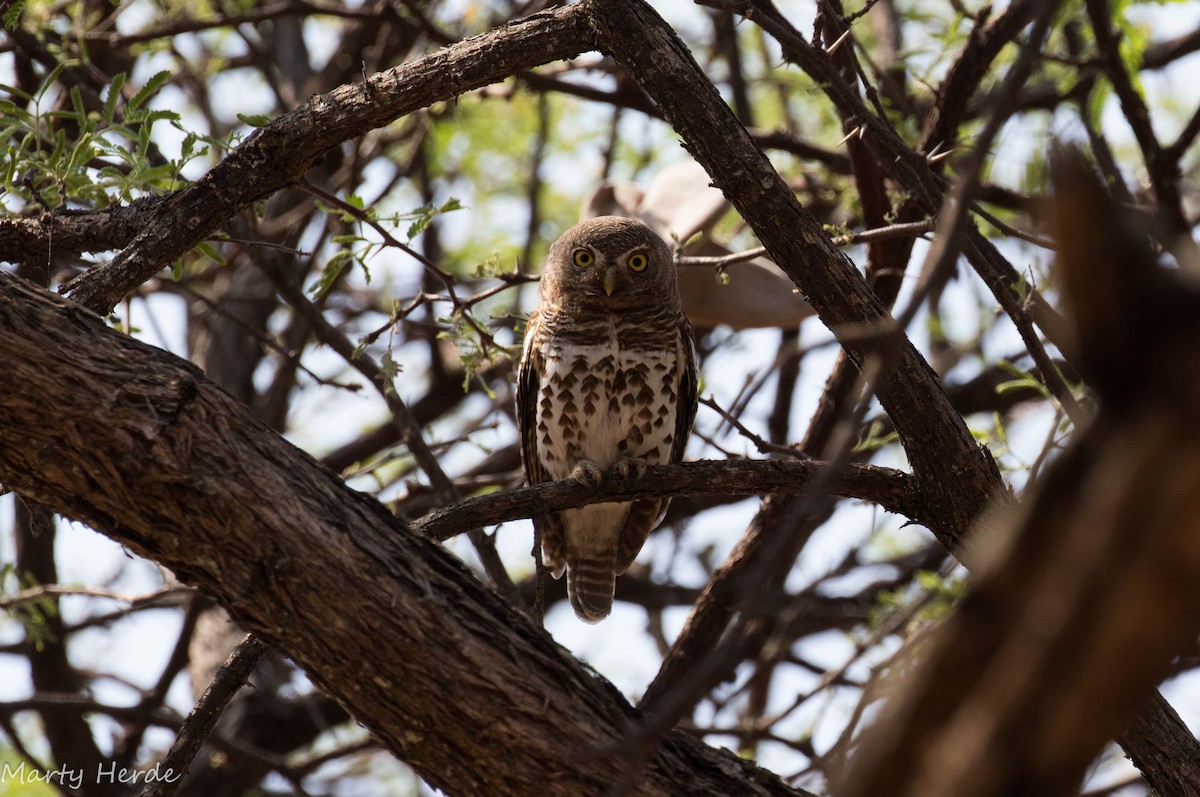 African Barred Owlet - Marty Herde
