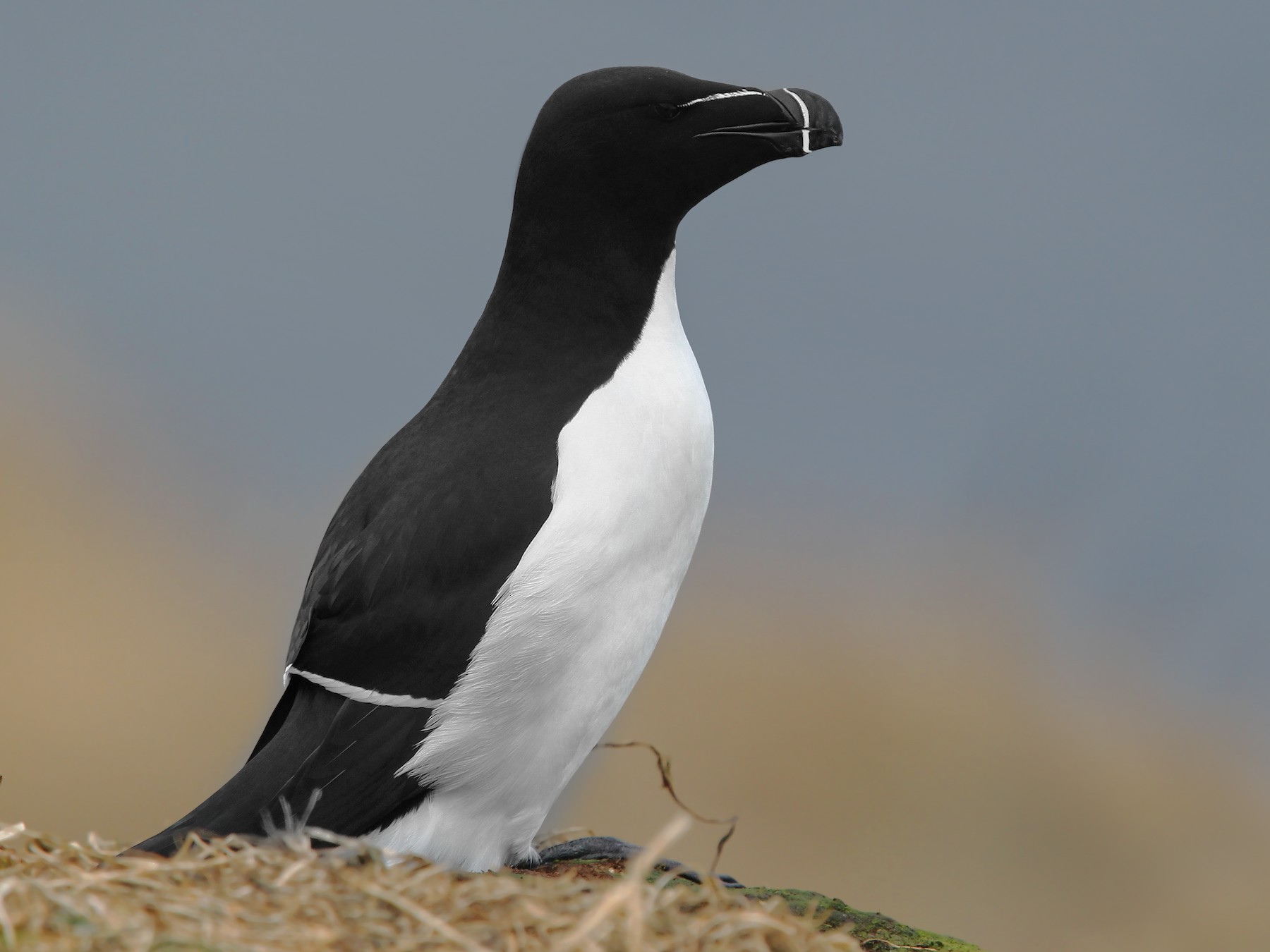 Razorbill - Christoph Moning