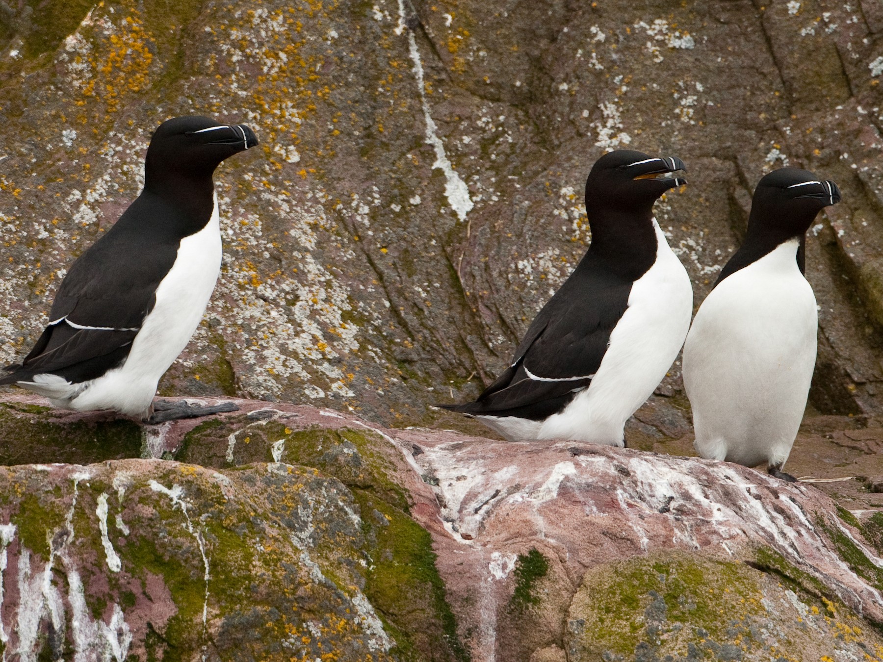 Razorbill - Brian Sullivan