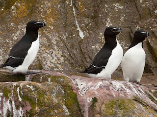 繁殖期の成鳥 - Brian Sullivan - ML71002601