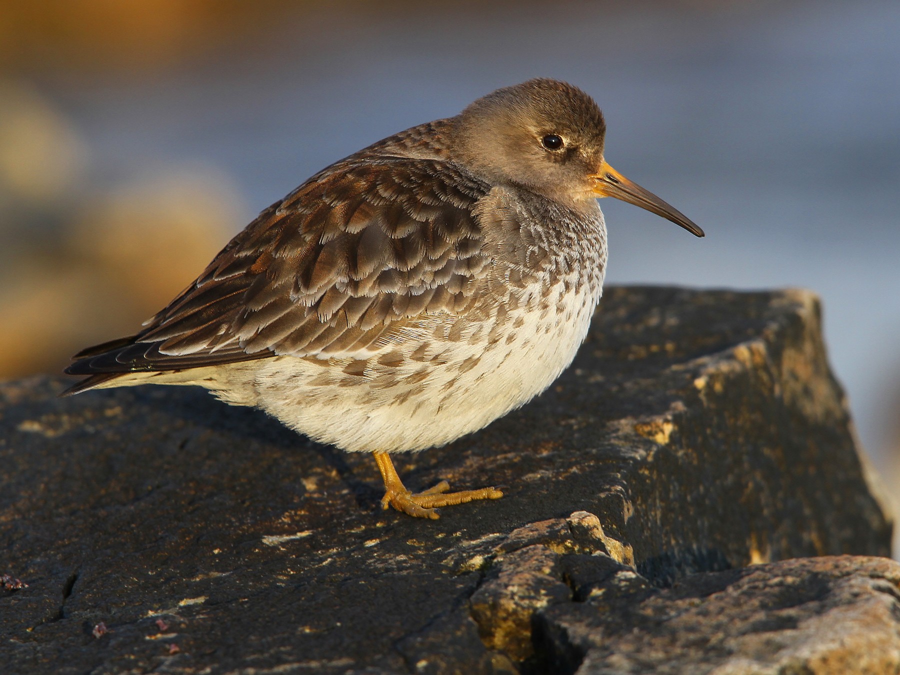 Purple Sandpiper - eBird