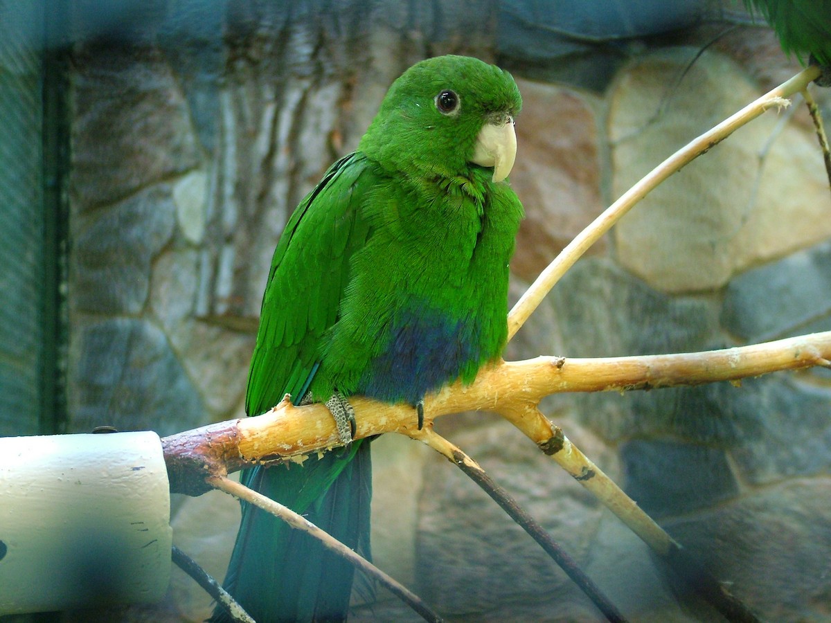 Blue-bellied Parrot - Nico Rosseel