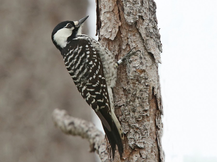 Red Cockaded Woodpecker Ebird