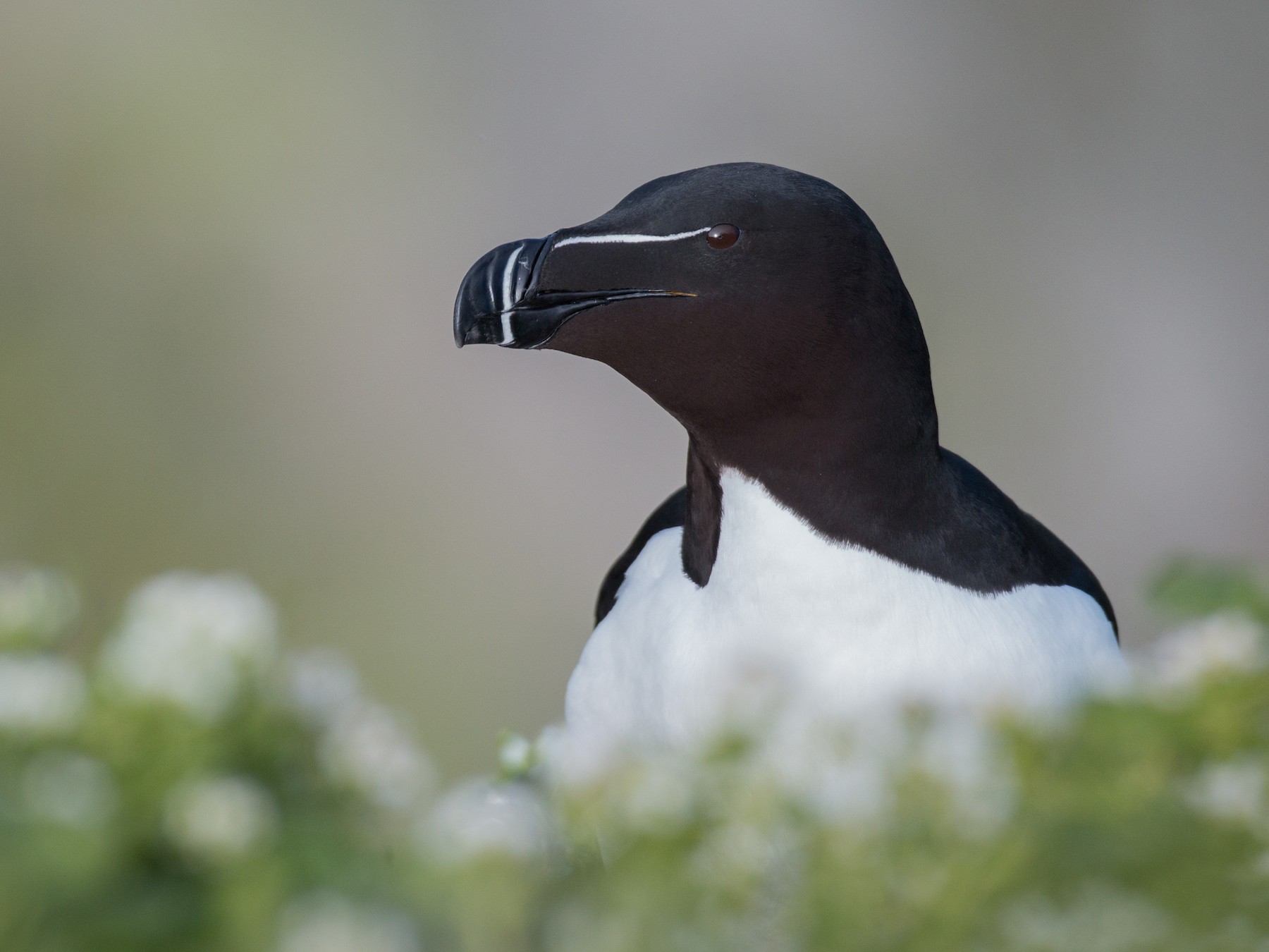 Razorbill - Ian Davies