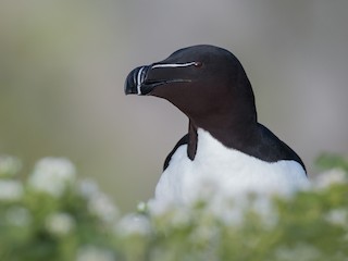 นกเต็มวัยในฤดูผสมพันธุ์ - Ian Davies - ML71003561